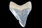 Serrated, Bone Valley Megalodon Tooth - Florida #99878-2